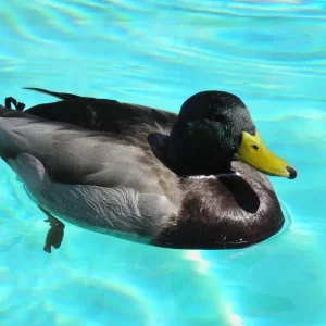 how to keep ducks out of your pool